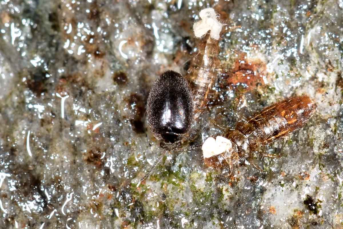 Scirtidae: Hydrocyphon sp. opp. Cyphon sp. con exuvie